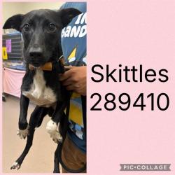 Shelter Stray Female Dog last seen GLENDALE AVE, 4214 Fulton Mill Rd, Macon, GA 31216, USA