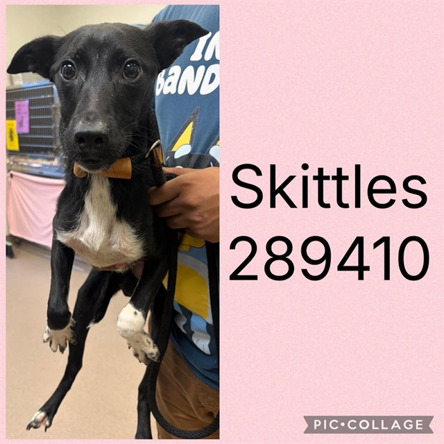 Shelter Stray Female Dog last seen GLENDALE AVE, 4214 Fulton Mill Rd, Macon, GA 31216, USA