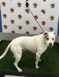 Shelter Stray Male Dog last seen RIDDLE / FLOTILLA, 19640 Dogpatch Ln, Land O' Lakes, FL 34638, USA