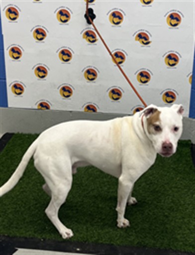 Shelter Stray Male Dog last seen RIDDLE / FLOTILLA, 19640 Dogpatch Ln, Land O' Lakes, FL 34638, USA