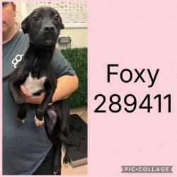 Shelter Stray Female Dog last seen GLENDALE AVE, 4214 Fulton Mill Rd, Macon, GA 31216, USA