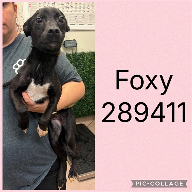 Shelter Stray Female Dog last seen GLENDALE AVE, 4214 Fulton Mill Rd, Macon, GA 31216, USA