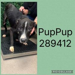 Shelter Stray Male Dog last seen , 4214 Fulton Mill Rd, Macon, GA 31216, USA