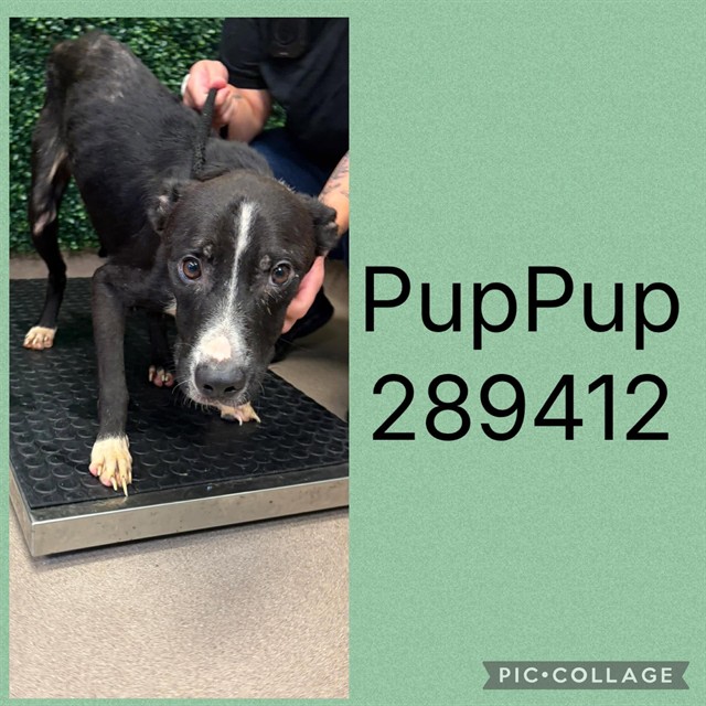 Shelter Stray Male Dog last seen , 4214 Fulton Mill Rd, Macon, GA 31216, USA