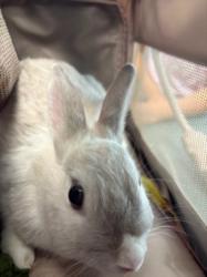 Shelter Stray Female Other last seen , West Valley Animal Shelter, 20655 Plummer St, Chatsworth, CA 91311, USA