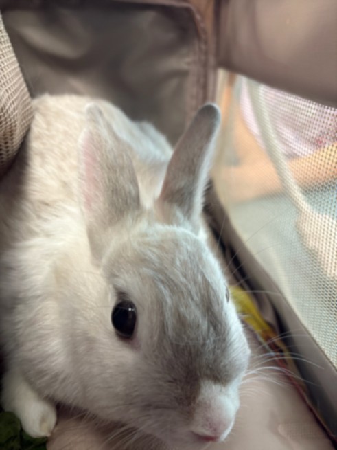 Shelter Stray Female Other last seen , West Valley Animal Shelter, 20655 Plummer St, Chatsworth, CA 91311, USA
