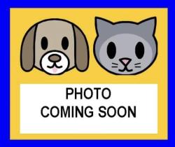Shelter Stray Female Cat last seen Near BLOCK SAN FERNANDO ST, 4710 TX-151, San Antonio, TX 78227, USA