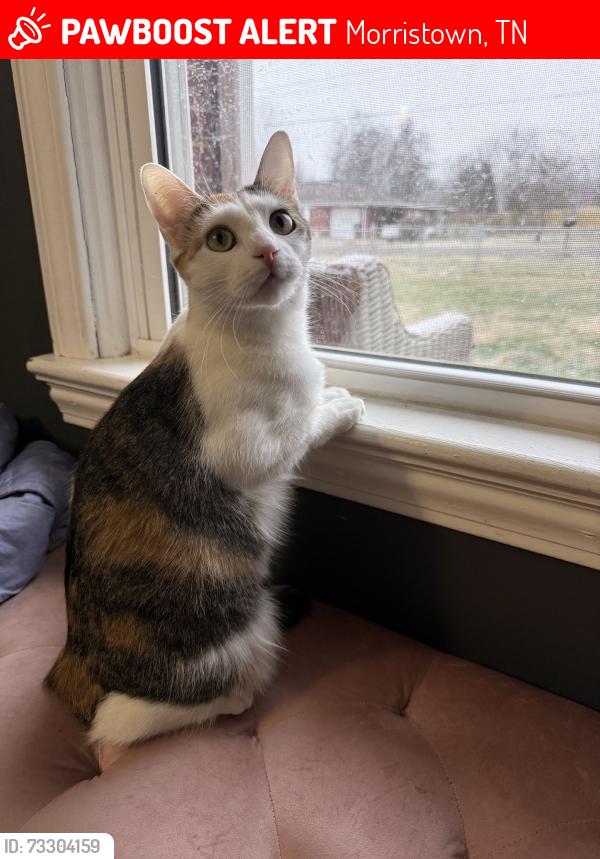 Lost Female Cat last seen Old Stage Rd., Morristown, TN 37814