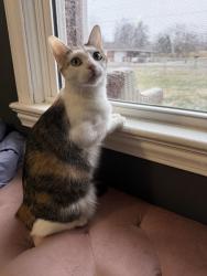 Lost Female Cat last seen Old Stage Rd., Morristown, TN 37814
