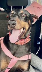Reunited Female Dog last seen Circle k, Conover, NC 28613