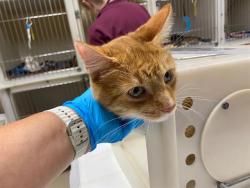 Shelter Stray Male Cat last seen Near BLOCK N 84TH ST, 3839 W Burnham St, West Milwaukee, WI 53215, USA