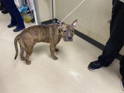 Shelter Stray Male Dog last seen 84TH/MARION, 3839 W Burnham St, West Milwaukee, WI 53215, USA