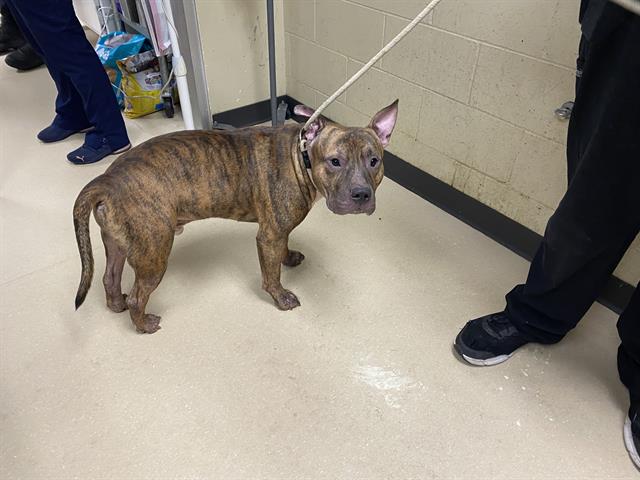 Shelter Stray Male Dog last seen 84TH/MARION, 3839 W Burnham St, West Milwaukee, WI 53215, USA