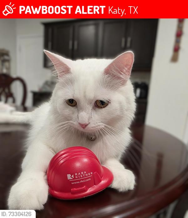 Lost Male Cat last seen Canyon terrace ln, Katy, TX 77450