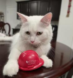 Lost Male Cat last seen Canyon terrace ln, Katy, TX 77450