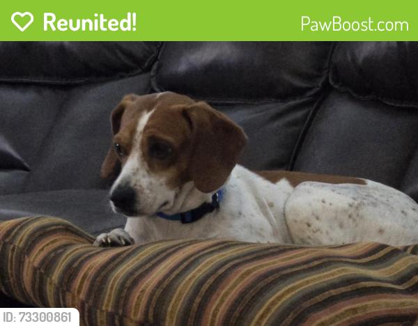 Reunited Male Dog last seen Welti Road (County Road 703), Cullman, AL 35055