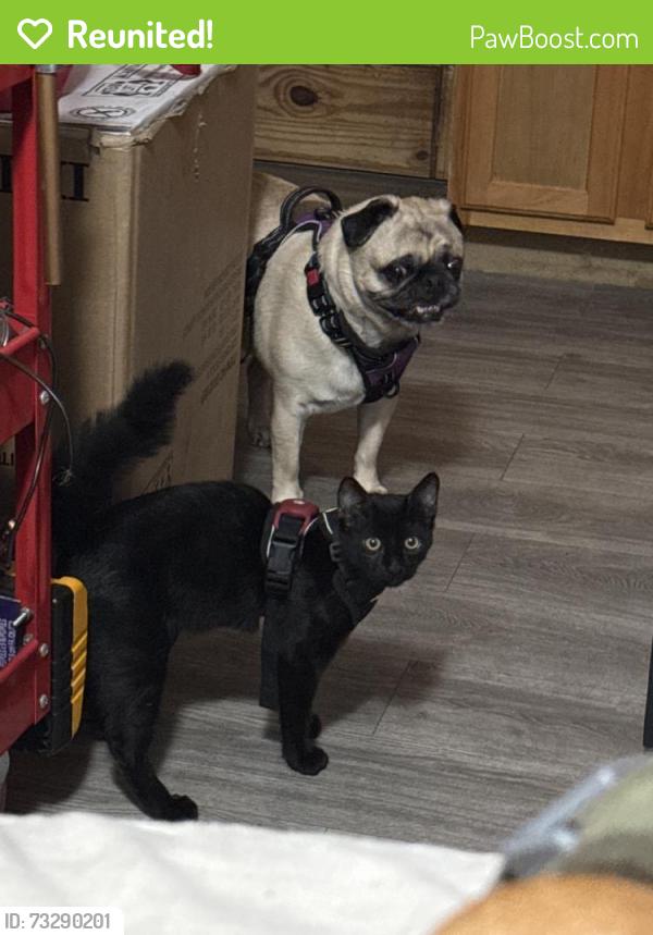 Reunited Male Cat last seen Near Prairie Ave, Lawndale, CA 90260, USA, Lawndale, CA 90260