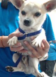 Shelter Stray Male Dog last seen Near BLOCK LAKEWAY DR, FAYETTEVILLE NC 28306, 4704 Corporation Dr, Fayetteville, NC 28306, USA