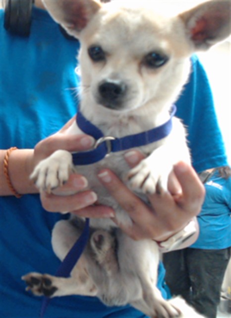 Shelter Stray Male Dog last seen Near BLOCK LAKEWAY DR, FAYETTEVILLE NC 28306, 4704 Corporation Dr, Fayetteville, NC 28306, USA
