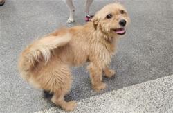 Shelter Stray Female Dog last seen , 3201 Lacy St, Los Angeles, CA 90031, USA