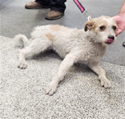 Shelter Stray Female Dog last seen , 3201 Lacy St, Los Angeles, CA 90031, USA