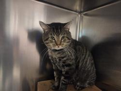 Shelter Stray Male Cat last seen UNKNOWN, 1705 S Hanley Rd, Brentwood, MO 63144, USA