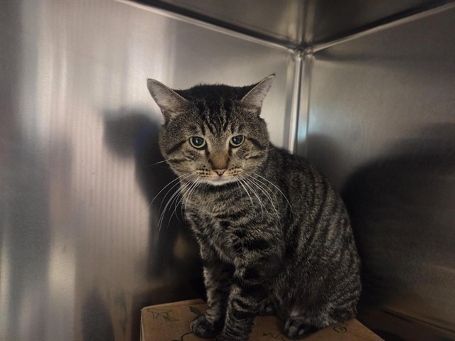 Shelter Stray Male Cat last seen UNKNOWN, 1705 S Hanley Rd, Brentwood, MO 63144, USA