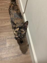 Reunited Female Cat last seen Near N Greensboro St, Carrboro, NC 27510, USA, Carrboro, NC 27510