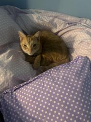 Reunited Male Cat last seen Murphy School Rd/Friends School Rd, Durham, NC 27705