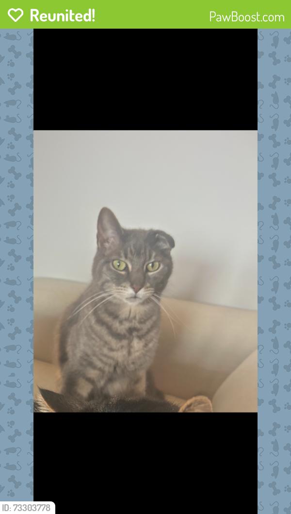 Reunited Male Cat last seen Marble Hill Ln, Catharpin, VA 20143