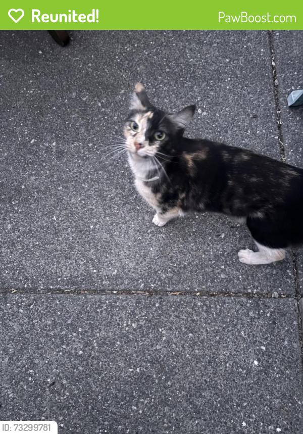 Reunited Unknown Cat last seen Havitur Way, Santa Rosa, CA 95404