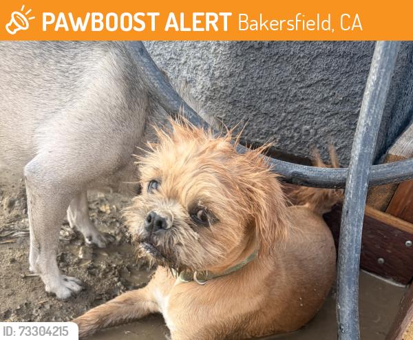 Found/Stray Male Dog last seen panama ln, Bakersfield, CA 93313