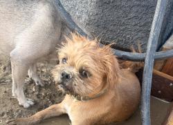 Found/Stray Male Dog last seen panama ln, Bakersfield, CA 93313