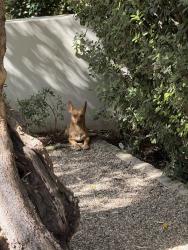 Found/Stray Unknown Dog last seen Near Georgina Ave, Santa Monica, CA 90402