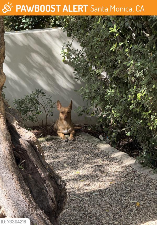 Found/Stray Unknown Dog last seen Near Georgina Ave, Santa Monica, CA 90402