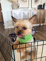 Found/Stray Male Dog last seen Garvey, Rosemead, CA 91770