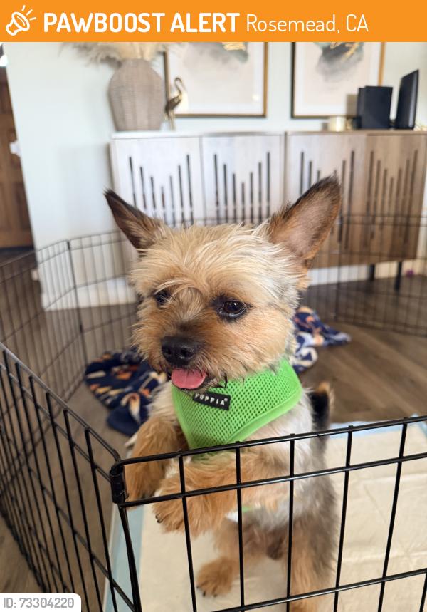 Found/Stray Male Dog last seen Garvey, Rosemead, CA 91770