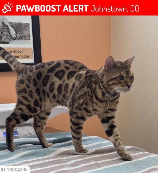 Lost Male Cat last seen Leaving our pet door on Goodwin and Ricker, Johnstown, CO 80534