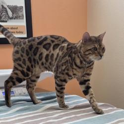 Lost Male Cat last seen Leaving our pet door on Goodwin and Ricker, Johnstown, CO 80534