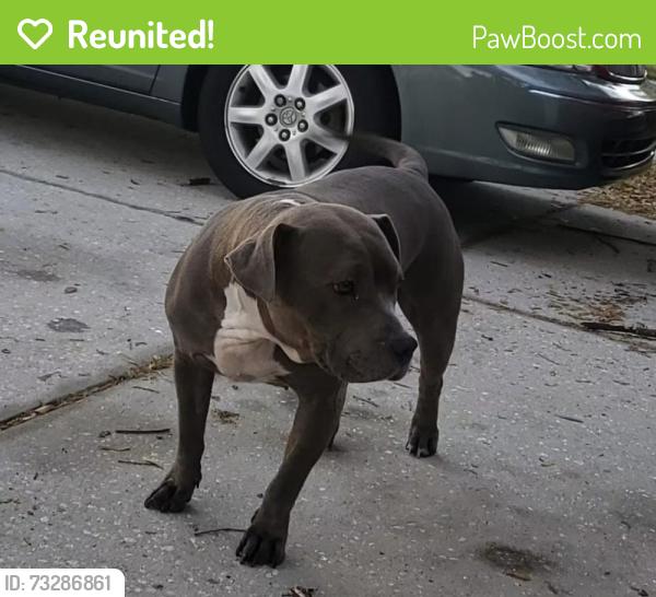 Reunited Female Dog last seen Bigbend, Riverview, FL 33579