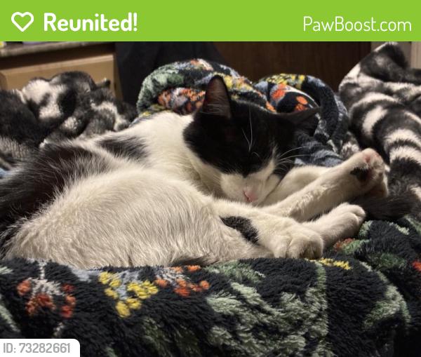 Reunited Male Cat last seen REDWOOD & Conifer Way - Taylorsville Cemetery across from Community College, Taylorsville, UT 84118