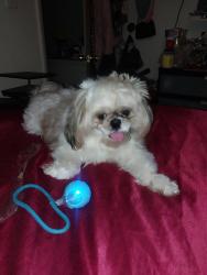 Reunited Male Dog last seen 1S134 Winthrop ln, Villa Park, IL 60181