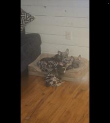 Lost Male Dog last seen East sprague st, winston salem, Winston-Salem, NC 27107