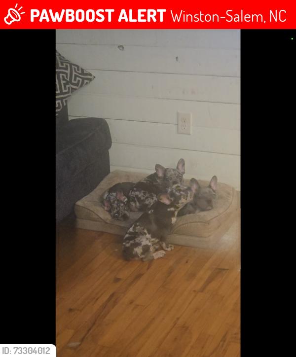 Lost Male Dog last seen East sprague st, winston salem, Winston-Salem, NC 27107