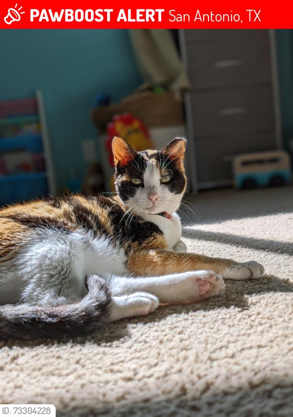 Lost Female Cat last seen Milldale st, San Antonio, TX 78230