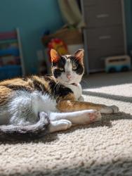 Lost Female Cat last seen Milldale st, San Antonio, TX 78230