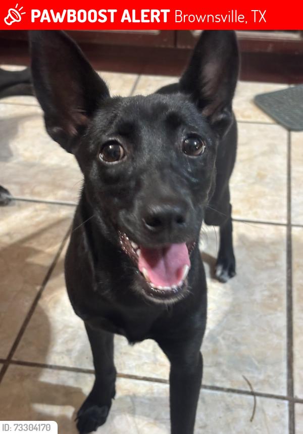 Lost Female Dog last seen Villa Los Pinos, entre Naranjo Rd y Arroyo Blvd, Brownsville, TX 78526
