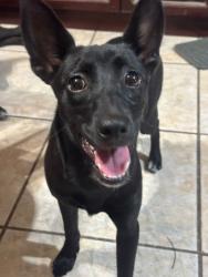 Lost Female Dog last seen Villa Los Pinos, entre Naranjo Rd y Arroyo Blvd, Brownsville, TX 78526