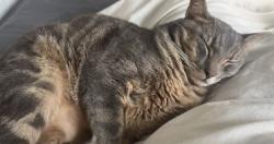 Lost Male Cat last seen Garden river, Richmond, TX 77406