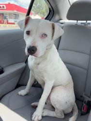 Found/Stray Female Dog last seen Holmes & 10th St, Indianapolis, Indianapolis, IN 46222